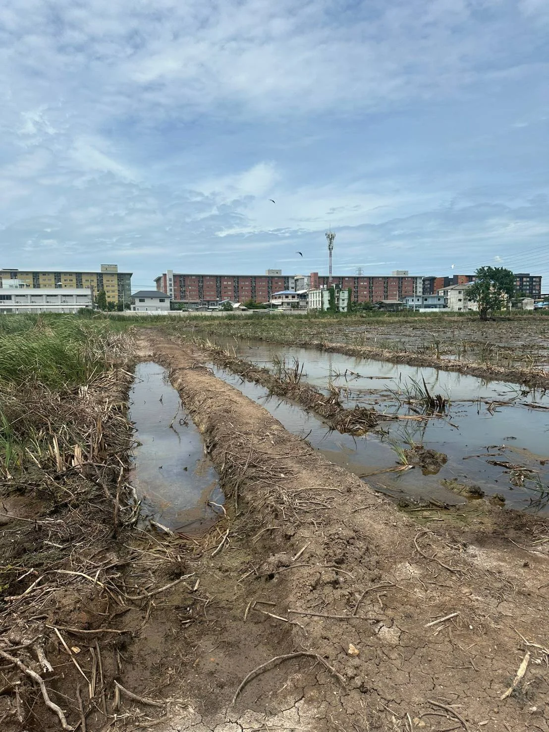 ขายที่ดิน ซอยโรงแรม รอแยล อินน์ คลองหลวง27 ปทุมธานี